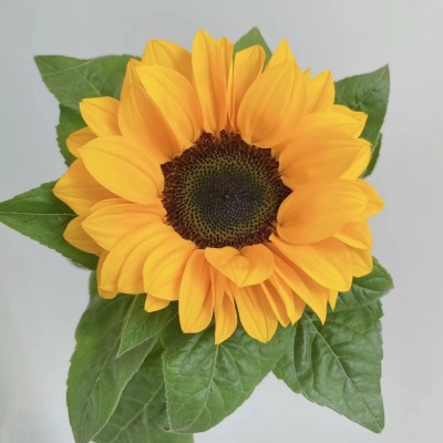 Sunflower Std fresh cut rose wholesale from China
