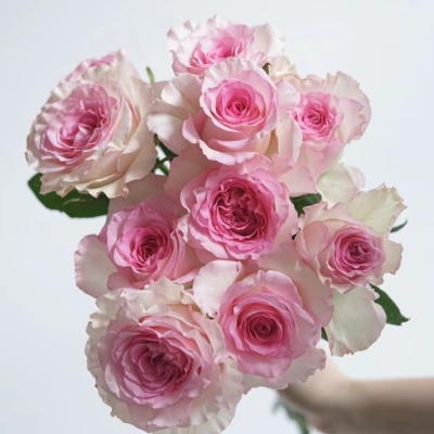 Rose-Mandala fresh cut rose wholesale from China