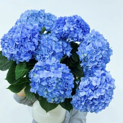 Hydrangea Blue Premium fresh cut rose wholesale from China