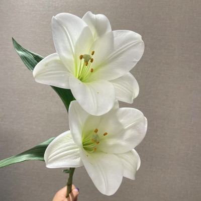 Longiflorum Lily White Three  Heads fresh cut rose wholesale from China