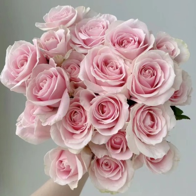 Rose-Sweet Avalanche fresh cut rose wholesale from China