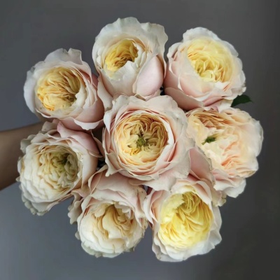Rose-Ellore fresh cut rose wholesale from China