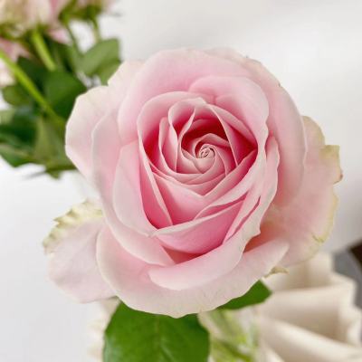 Rose-Pink fresh cut rose wholesale from China
