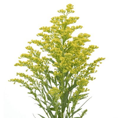 Solidago canadensis fresh cut rose wholesale from China