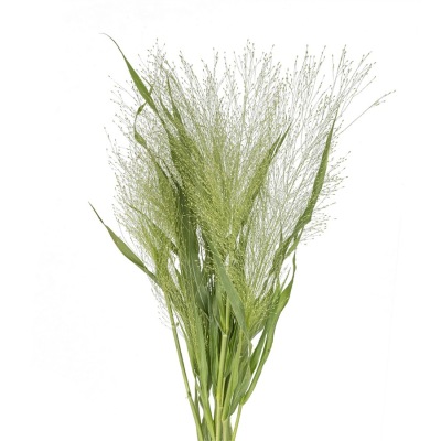 Panicum fresh cut rose wholesale from China