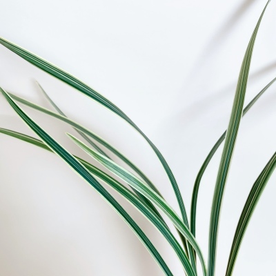 Beargrass fresh cut rose wholesale from China