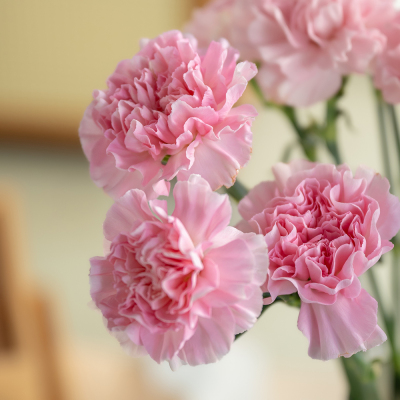 Sim Carnation Soft Pink fresh cut rose wholesale from China