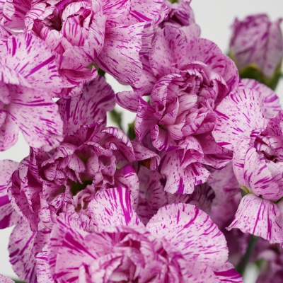 Spray Carnation Lollipop fresh cut rose wholesale from China