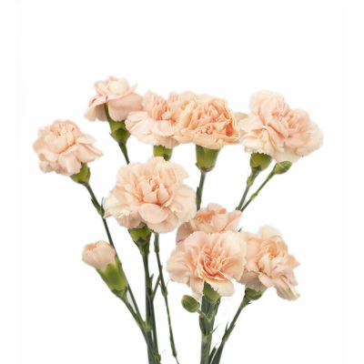 Spray Carnation Musical Note fresh cut rose wholesale from China