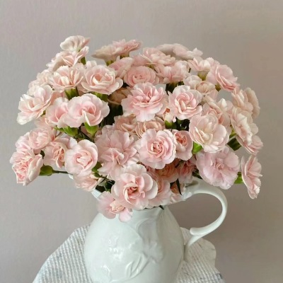 Spray Carnation Fleeting Time fresh cut rose wholesale from China