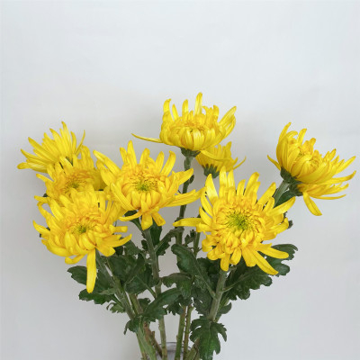Chrysanthemums Zembla Yellow fresh cut rose wholesale from China
