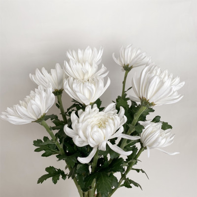 Chrysanthemums Zembla White fresh cut rose wholesale from China