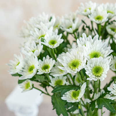 Spray Chrysanthemums Rui White fresh cut rose wholesale from China