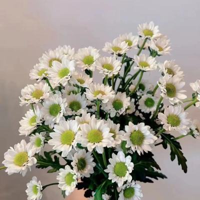 Spray Chrysanthemums Katie White fresh cut rose wholesale from China