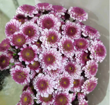 Spray Chrysanthemums Fen Yan fresh cut rose wholesale from China