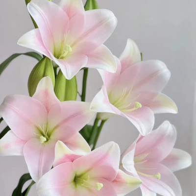 Longiflorum Lily Pink Three Heads fresh cut rose wholesale from China