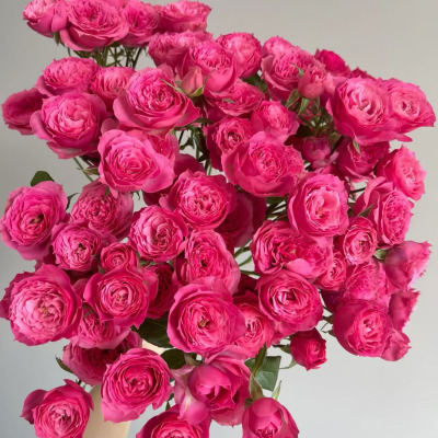 Spray Rose-Sofia Baby fresh cut rose wholesale from China