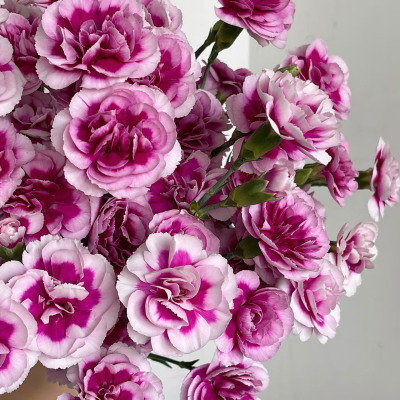 Spray Carnation Fashion Prince fresh cut rose wholesale from China