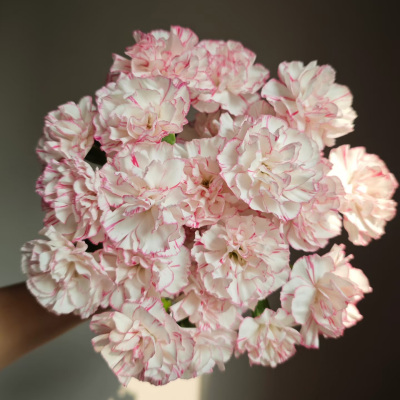 Spray Carnation Chinese Cabbage fresh cut rose wholesale from China