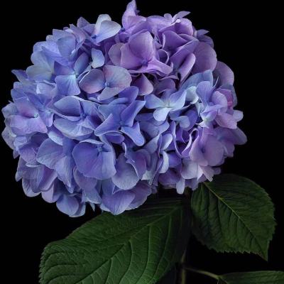 Hydrangea Bluish Purple Premium fresh cut rose wholesale from China