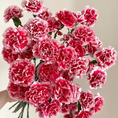Spray Carnation Scarlett fresh cut rose wholesale from China