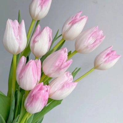 Tulip‑Light Pink fresh cut rose wholesale from China