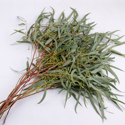 Eucalyptus  Nikoli fresh cut rose wholesale from China