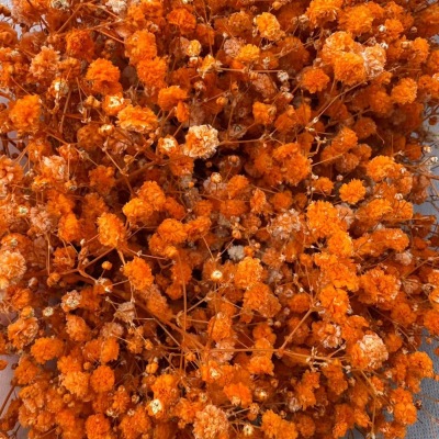 Gypsophila Orange fresh cut rose wholesale from China