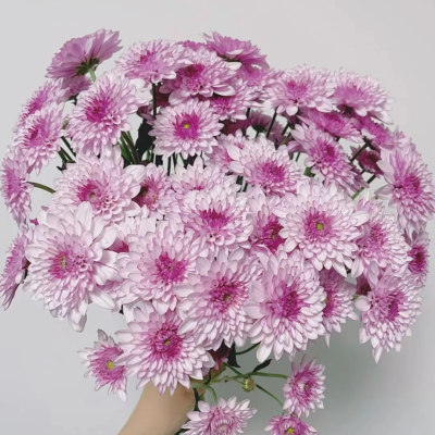 Spray Chrysanthemum Dente Pink fresh cut rose wholesale from China