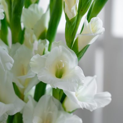 Gladiolus-white fresh cut rose wholesale from China