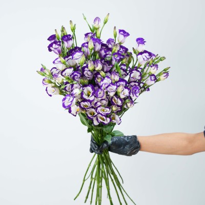 Eustoma Purple White Edge fresh cut rose wholesale from China