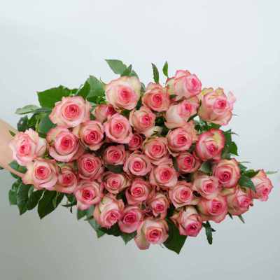 Rose-Jumilia fresh cut rose wholesale from China
