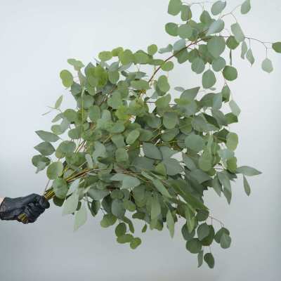 Eucalyptus  Populus fresh cut rose wholesale from China