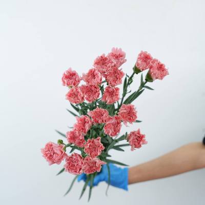 Sim Carnation Pink fresh cut rose wholesale from China