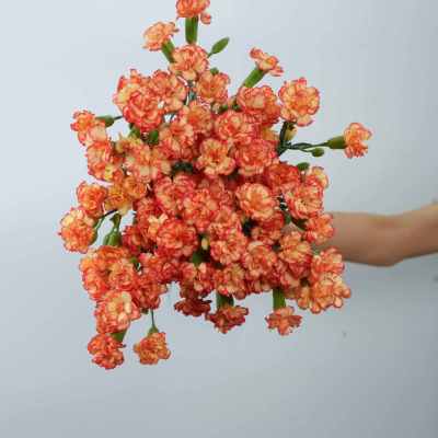 Spray Carnation Samba fresh cut rose wholesale from China