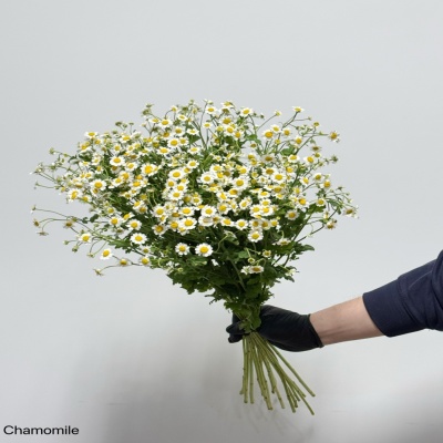 Chamomile fresh cut rose wholesale from China