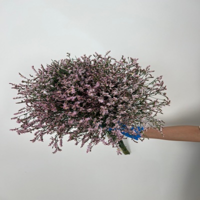 Limonium Minsty Pink fresh cut rose wholesale from China