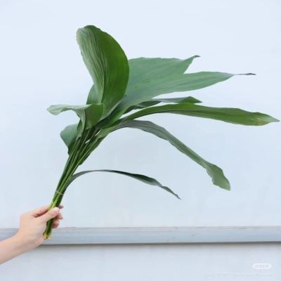 Aspidistra fresh cut rose wholesale from China