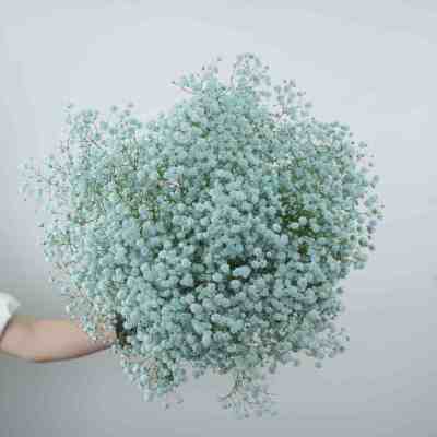 Gypsophila Lakeblue fresh cut rose wholesale from China
