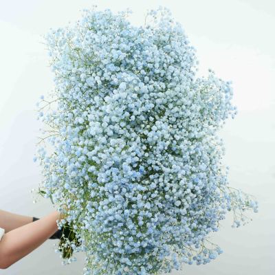 Gypsophila  Royal Blue (Tinted) fresh cut rose wholesale from China