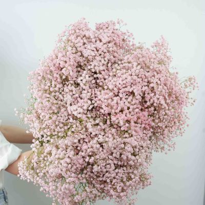 Gypsophila Pink fresh cut rose wholesale from China