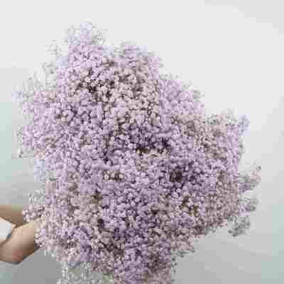 Gypsophila Purple fresh cut rose wholesale from China