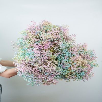 Gypsophila Rainbow Light fresh cut rose wholesale from China