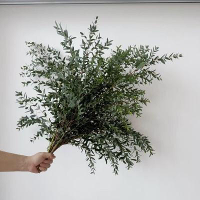 Eucalyptus Parvifolia fresh cut rose wholesale from China