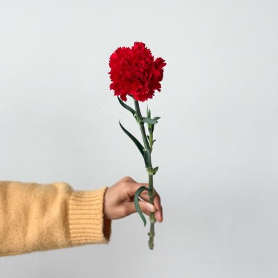 Sim Carnation Hongfu fresh cut rose wholesale from China