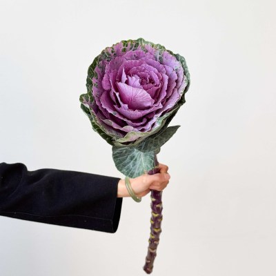 Brassica Purple fresh cut rose wholesale from China