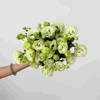 Eustoma Green fresh cut rose wholesale from China