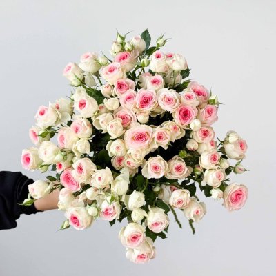 Spray Rose-Midnight Magic fresh cut rose wholesale from China
