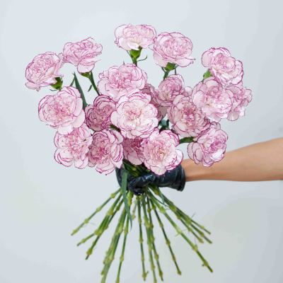 Sim Carnation Purple Fairy fresh cut rose wholesale from China