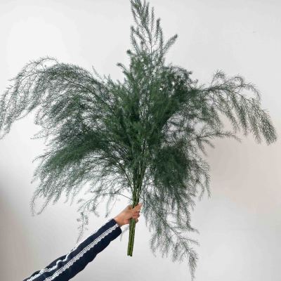 Asparagus Fern fresh cut rose wholesale from China